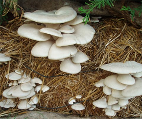 As of now, mushroom cultivation in the district has proven to be quite beneficial and many people are sustaining themselves upon the business.