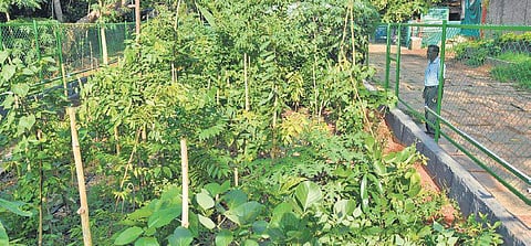 Six-month-old saplings at Miyawaki forest grown in Kanakakkunnu Palace ground in Thiruvananthapuram |B P Deepu