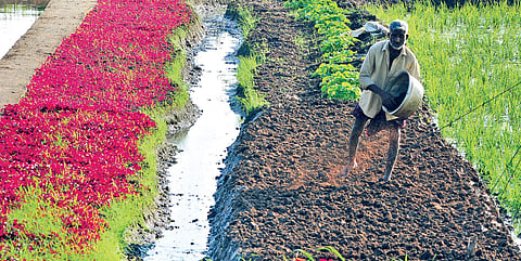 Amaranthus bordering paddy crops at Punchakkari