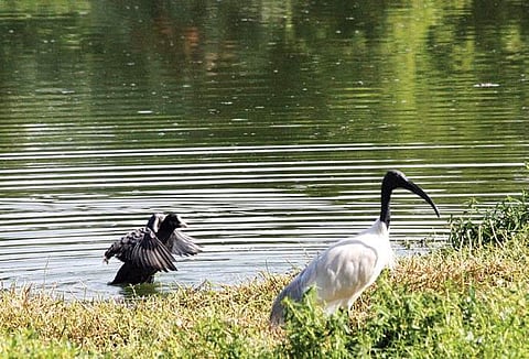 Puttenahalli lake (Photo | S Manjunath, EPS)