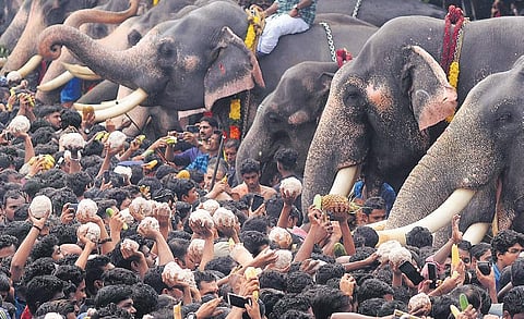 To appease Lord Ganesha, devotees offer healthy and delicious food to elephants, as part of the Aanayoottu ritual at Sree Vadakkumnathan Temple in Thrissur on Sunday | A Sanesh