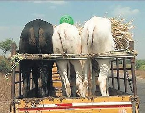 EPS file image of cattle being transported.
