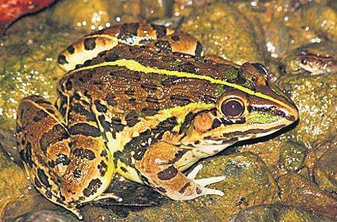 The Indian bull frog, which has become a threat in Andaman | Harikrishnan S