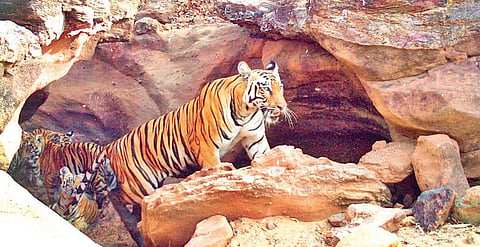 The increase in tiger population in Telangana is negligible when compared to states like MP & Karnataka | express