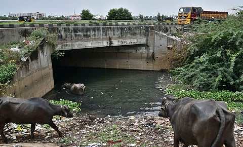 Sewage flows into the Porur lake, which is one of Chennai's drinking water sources, catering to residents of Alandur, Valsaravakkam and KK Nagar | P Jawahar