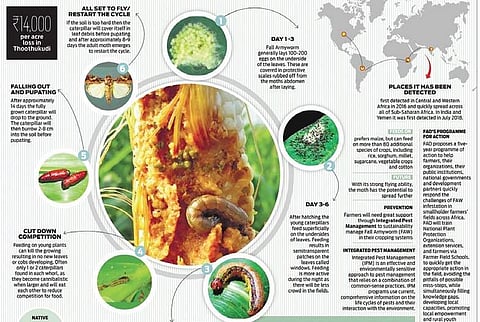 Because of their food preferences, Fall Armyworm larvae can wreak havoc on a wide range of crops. Experts say the pest travelled from the Western Hemisphere to Africa and later to India around 2016-18