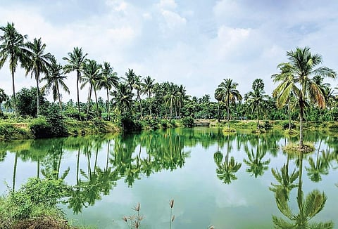 At a time when fields are parched and waterbodies have gone bone-dry, this picture from Mettur in Kangeyam stands as a testimony to what can be achieved if one learns lessons from past | Express