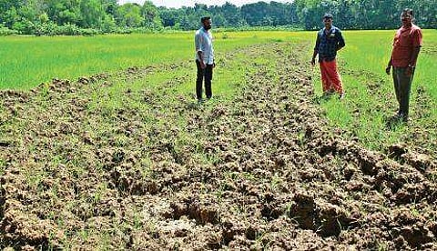 The paddy field at Karikkakari in Chenkal panchayat