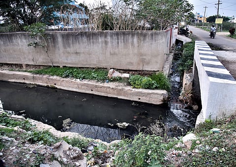 Sewage from the nearby residential areas flowing directly into Thanthikal canal in the city on Wednesday. (Photo | P Jawahar, EPS)