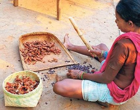 File photo of a tribal de-seeding tamarinds at a village in Sambalpur (Photo |EPS)