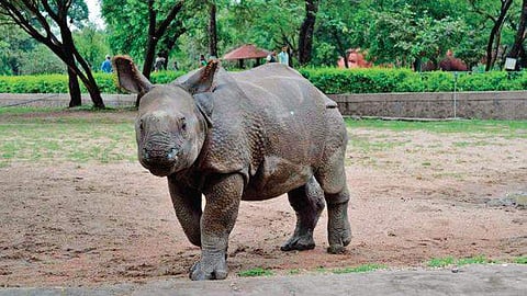 One horned male rhinoceros, Ramu at the Nehru Zoological Park| Express