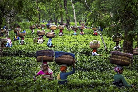 Tea garden in Assam. (Photo| PTI)