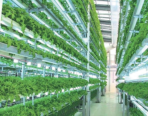 The vertical gardens at MG Road Metro station | EPS.