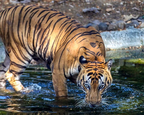 Royal Bengal Tiger (File | Photo)