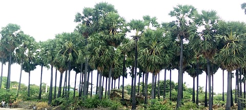 Photo of palmyra trees used for representational purposes.