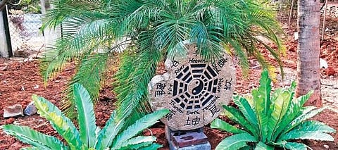 Fern