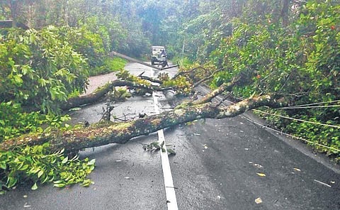Uprooted trees which fell on the Anavilasam-Kattappana Road in the heavy rain in Idukki on Wednesday | Express