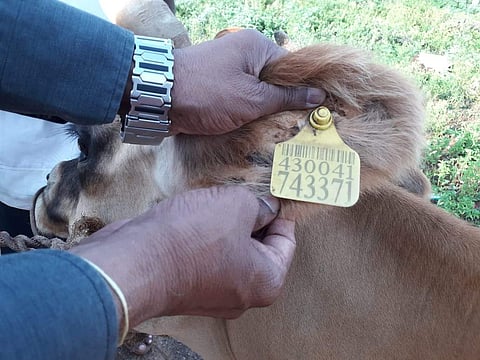 A veterinarian fixing the unique tag to a cow. (File Pix | EPS)