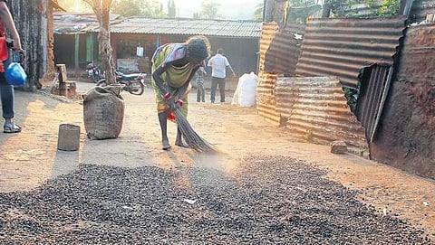 A woman gathers dry coffee beans in Onkadeli market. (Photo | EPS)