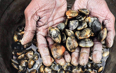 Black clam