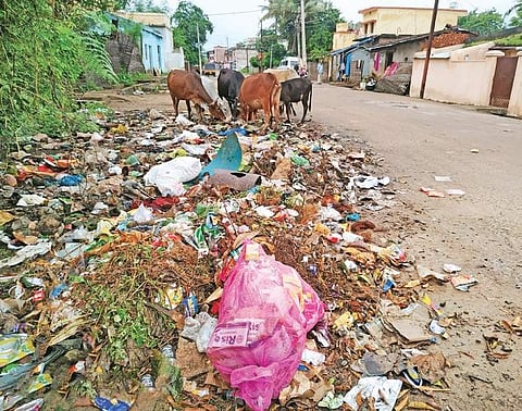 Cattle rummaging through a heap of garbage along a road in Bhawanipatna |Express