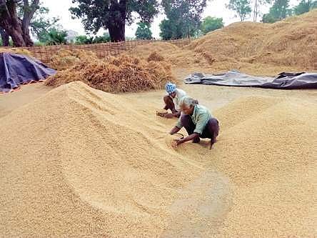 Odisha paddy farmers