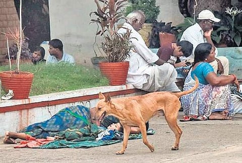 Fever Hospital seems to be a safe haven for street dogs rather than patients, as patients are spotted sleeping in the front compound (Photo| EPS, Vinay Madapu)
