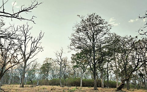 The wild forests of Mudumalai Tiger reserve.