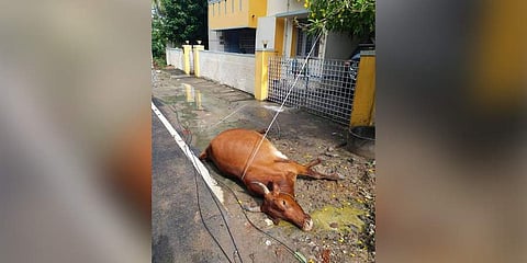 Carcass of the cow found by residents at Muthulakshmi Nagar in Chitlapakkam. (By Special arramngement)
