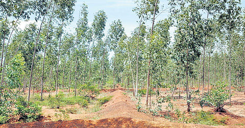 Long mud walls created to tap rainwater for eucalyptus trees in Pudukkottai | Muthu Kannan