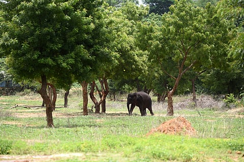 Chhattisgarh has three tiger reserves and 11 wildlife sanctuaries.