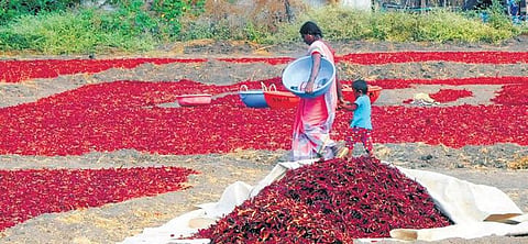 Chilli spread for drying at a field in Ron taluk, in Gadag | D Hemanth