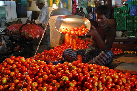 CFTRI comes up with low-cost tech for storing tomatoes