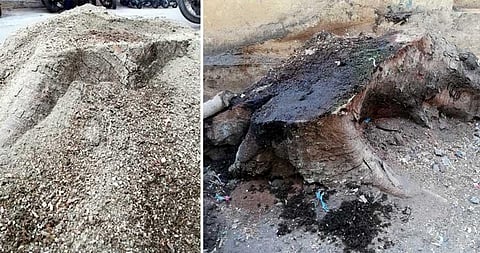 Stumps of the cut trees on the District Library Campus. Some of them have been covered with soil. (Photo | EPS)