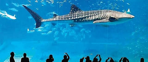 Mumbai diary: New aquarium at Aarey