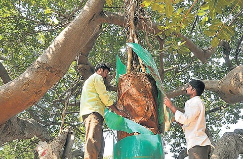 Forest department staff helps out with a new aerial root