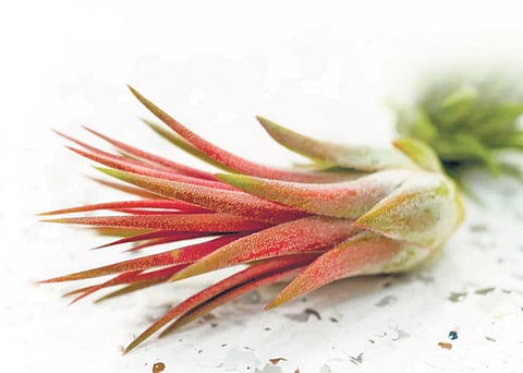 All about air plants