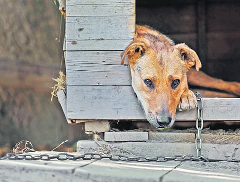 Tethering your dog? Think again