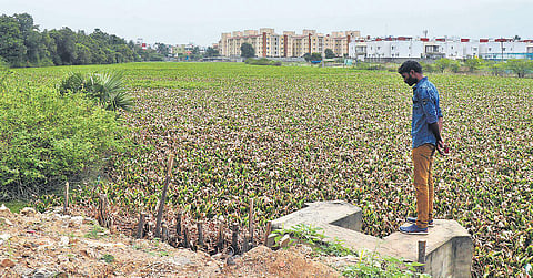 Sitheri lake is invisible under a thick growth of water hyacinth | Hari Nivas B
