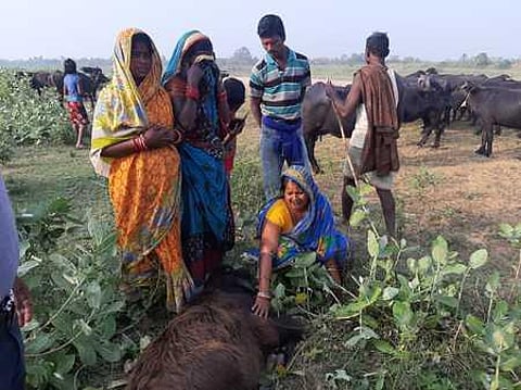 A family mourning the death of a buffalo at a village in Garadapur block.