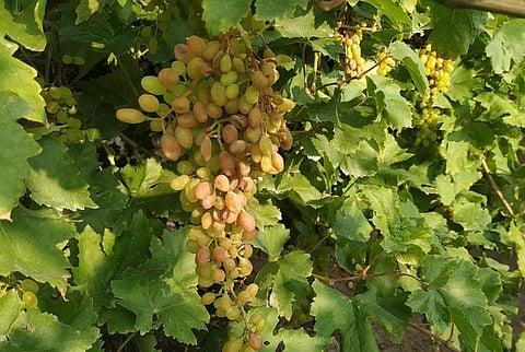 The grapefruit and dry grapes are grown in this region have great demand in the international market.