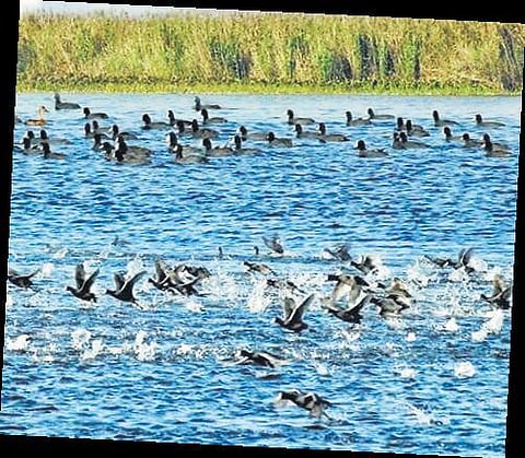 Beas river in Punjab among three wetlands picked as Ramsar sites