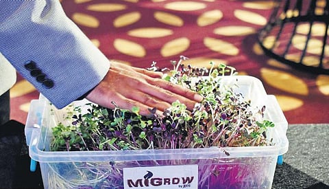 Microgreens. (Photo|S Senbagapandiyan, EPS)