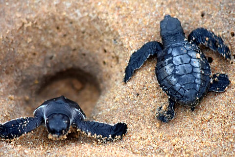 Young Olive Ridleys burrowing out of their hatching spot towards the sea (Shamim Qureshy| EPS)