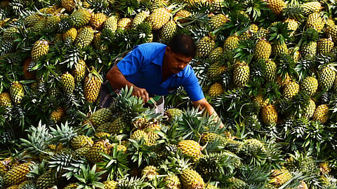 The Kerala pineapple is in high demand in almost all northern states.