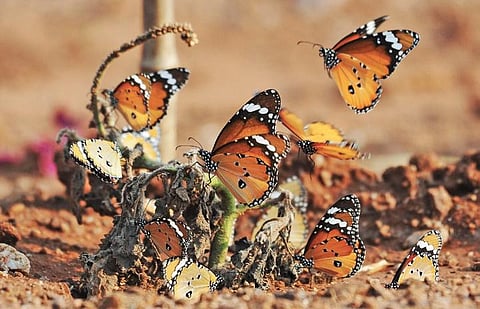 Image used for representation