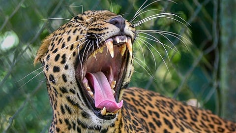 Leopard