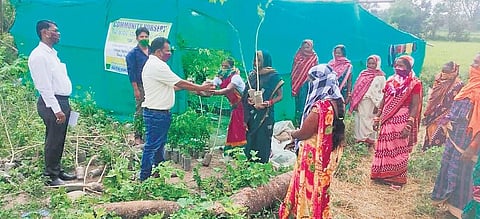 Nutri-garden beneficiaries being given saplings at a community nursery. (Photo | EPS)