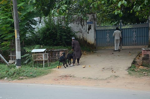 Two goats are being taken to the RIMS director’s bungalow, where Lalu Prasad is presently lodged (Photo | EPS)