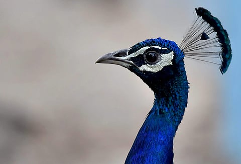 Peacocks (Photo| PTI)
